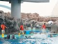Click here to watch this video Dolphins' Show - Saying GoodBye [Part 2]