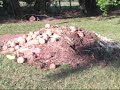 Vegetable Garden -- My Compost Pile Vegetable Garden -- My Compost Pile