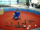 king cobra