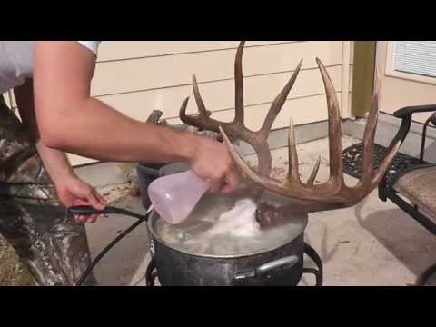 how to whiten deer antlers