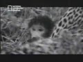 انظر الى رحمة الحيوان بالحيوان سبحان الله