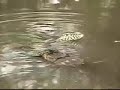 savage-tree-crocodile-crocodile-monitor.html