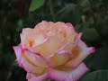Dermatitis at�pica manualparapadres.com
