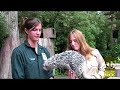 wildlife theater