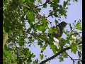 Nightingale singing in Cambridgeshire - Singende Nachtigall