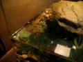 videos de Female Fire Belly Toad eating Cricket