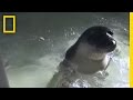Seal Sends Text Messages