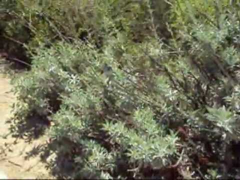how to harvest white sage