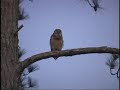 West Virginia Barred Owl West Virginia Barred Owl