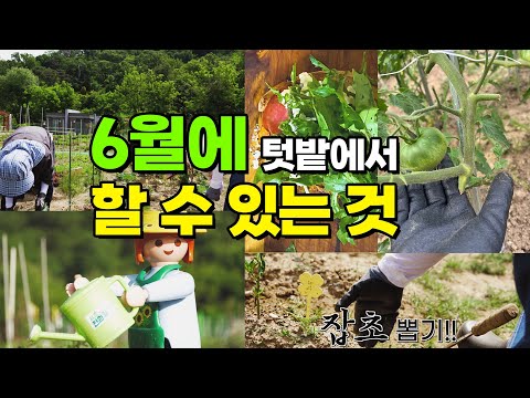 놀람 주의!! 6월의 텃밭 일기 [EP.05 수확] | 서초전원일기