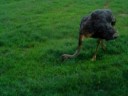 Ostrich Attack!