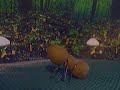 Cordyceps Fungus Video Project