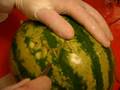 L'intaglio vegetale
