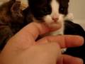 Rescued kitties