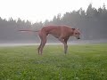 Just Greyhounds Just Greyhounds