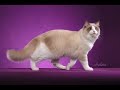 Ragdoll Cat - An Informational Video Ragdoll Cat - An Informational Video