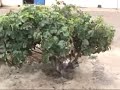alhoceima city videos 5 temsamane