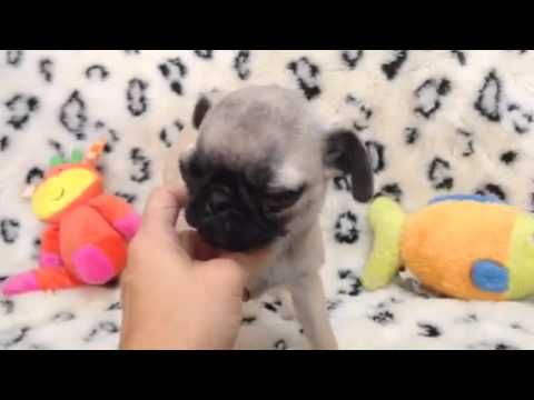 Playful & Petite Female Pug!