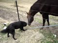 Horse and dog play together.