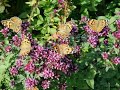 Painted Lady Butterflies in Abundance