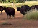 Gaur [Indian bison]