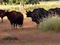 Gaur [Indian bison]