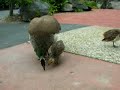 Baby Peacock feeding 07/21/2008