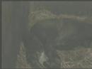 Shetland Pony Foaling Shetland Pony Foaling