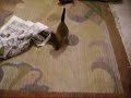 Five week old kittens playing Five week old kittens playing