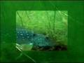videos de VideoRay With LYYN Visualization Enhancement