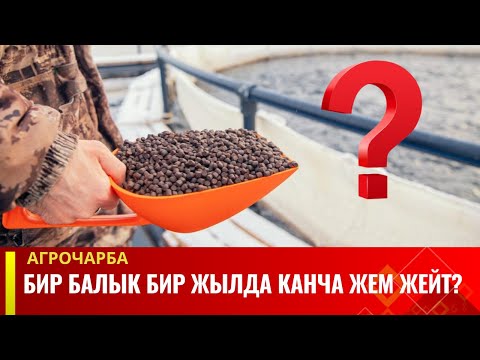 Бир балык бир жылда канча жем жейт? | Агрочарба