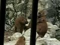 tsu pelea de monos o algo asi