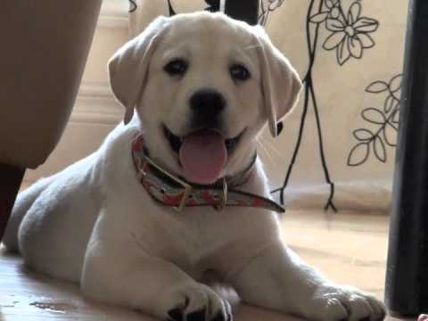 labradors - For more of our delicious puppies, see www.whitevelvetlabradors.com!
