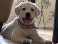 White Velvet Labradors - Melt Away!