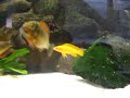 Tropheus Golden Kazumba