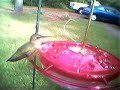 Hummingbird Eating