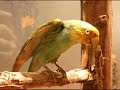 Animals that have gone extinct because of usa part 1