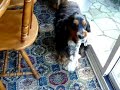 cocker spaniel play growl