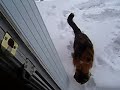 My Cat Doesn\ My Cat Doesn\