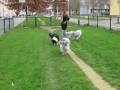 20081112_DeDrieBoefjes-3.wmv