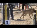 FANTA (16.11.08) - Open agility TOSSUTS - 2on circuit