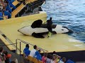 Loro Parque - Show Orca Ocean2