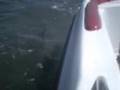 Dolphins-on-the-Bris