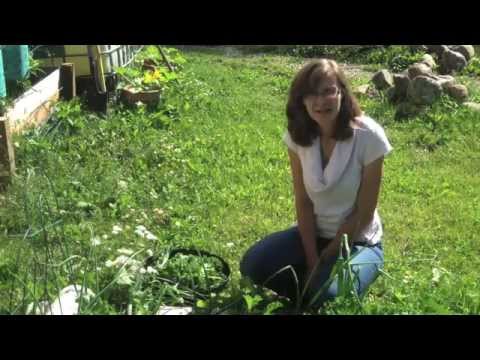 how to harvest kale so it keeps growing