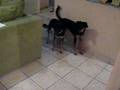 scaredy dogs