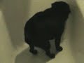 Bath Time Fonzy!!! Bath Time Fonzy!!!