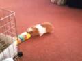 hungry guinea pig
