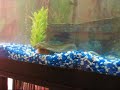 Moray Eel Eating