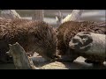 Bear and Otter Fishing Lesson - Big Sky Bears - BBC