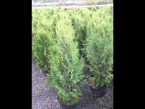 how to grow fig trees in nj